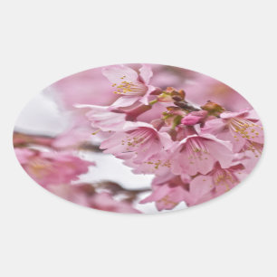 Sakura Cherry Blossoms Pale Pink Oval Sticker
