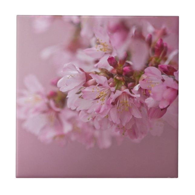 Sakura Cherry Blossoms Pale Pink Reflections Ceramic Tile (Front)