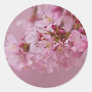 Sakura Cherry Blossoms Pale Pink Reflections Classic Round Sticker