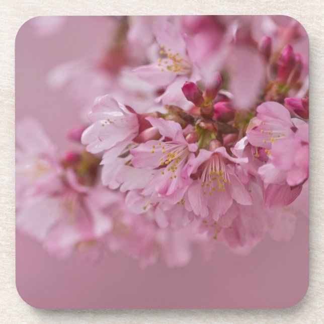 Sakura Cherry Blossoms Pale Pink Reflections Coaster (Front)
