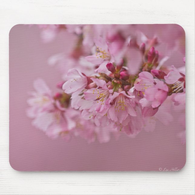 Sakura Cherry Blossoms Pale Pink Reflections Mouse Pad (Front)