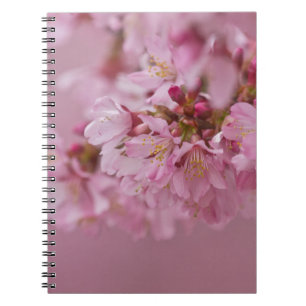 Sakura Cherry Blossoms Pale Pink Reflections Notebook