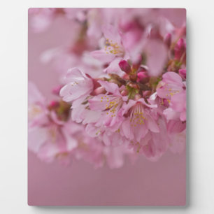Sakura Cherry Blossoms Pale Pink Reflections Plaque