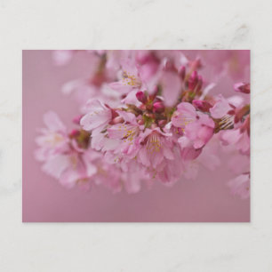 Sakura Cherry Blossoms Pale Pink Reflections Postcard
