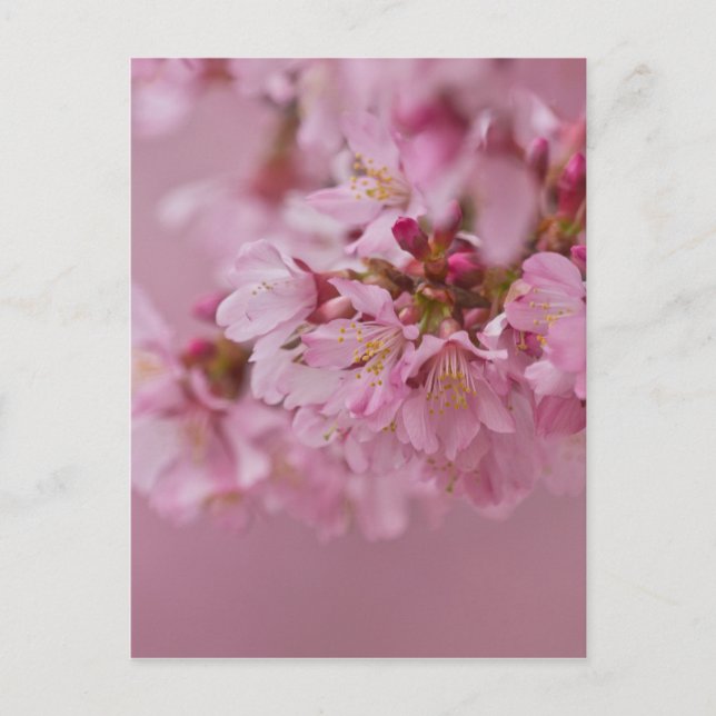 Sakura Cherry Blossoms Pale Pink Reflections Postcard (Front)