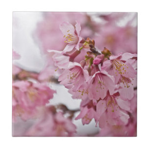 Sakura Cherry Blossoms Pale Pink Tile
