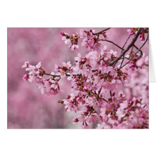Sakura Cherry Blossoms Pastel Pink Layers