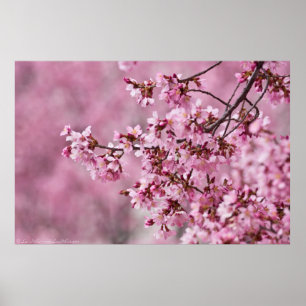 Sakura Cherry Blossoms Pastel Pink Layers Poster