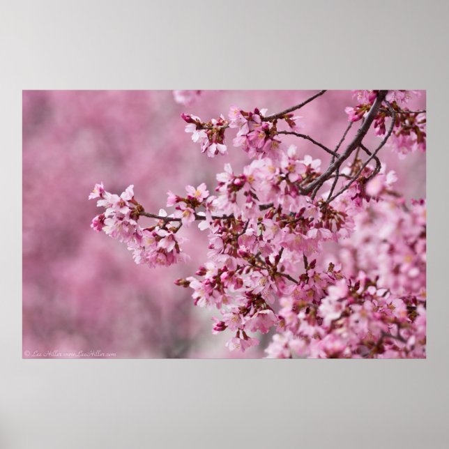 Sakura Cherry Blossoms Pastel Pink Layers Poster (Front)