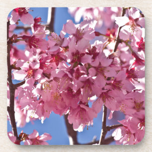 Sakura Cherry Blossoms Red Stars Coaster