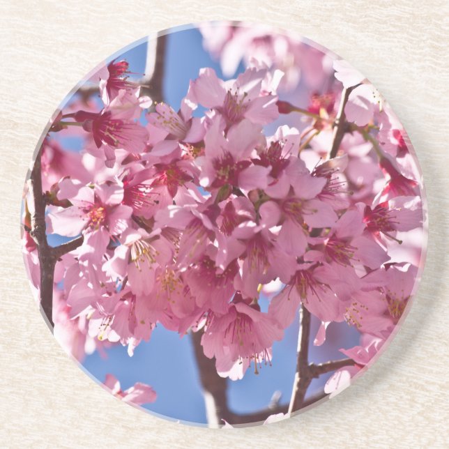 Sakura Cherry Blossoms Red Stars Coaster (Front)