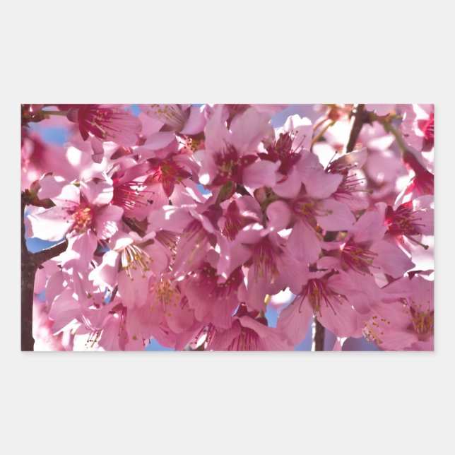 Sakura Cherry Blossoms Red Stars Rectangular Sticker (Front)