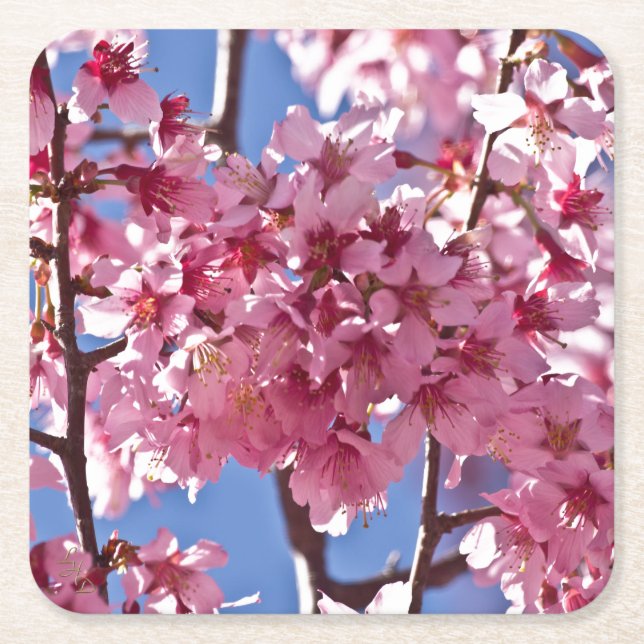 Sakura Cherry Blossoms Red Stars Square Paper Coaster (Front)