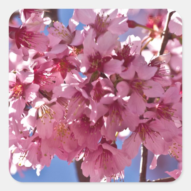 Sakura Cherry Blossoms Red Stars Square Sticker (Front)