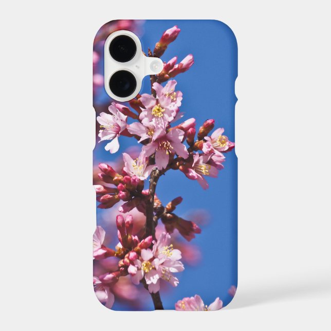 Sakura Cherry Blossoms Touching Blue (Back)