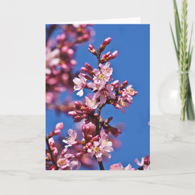 Sakura Cherry Blossoms Touching Blue Card (Front)