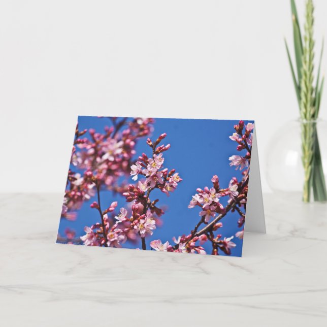 Sakura Cherry Blossoms Touching Blue Card (Front)