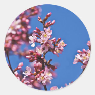 Sakura Cherry Blossoms Touching Blue Classic Round Sticker