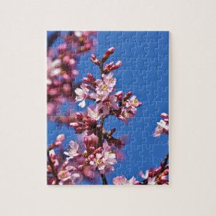 Sakura Cherry Blossoms Touching Blue Jigsaw Puzzle