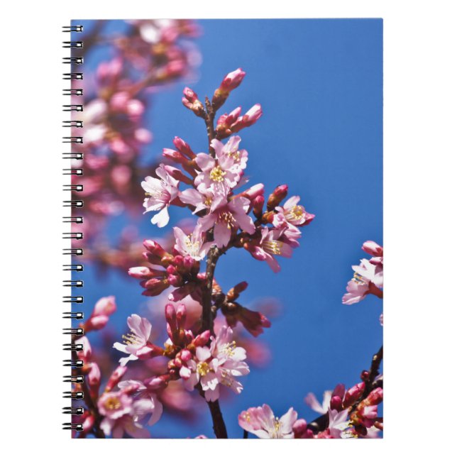 Sakura Cherry Blossoms Touching Blue Notebook (Front)