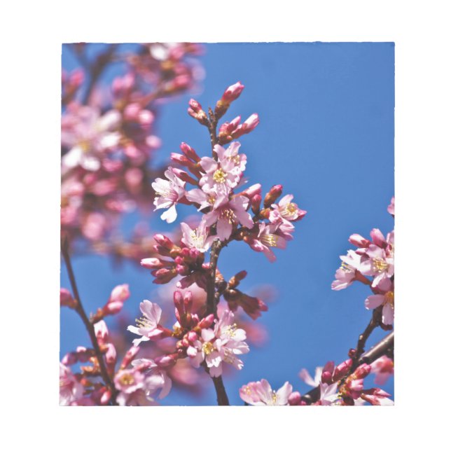 Sakura Cherry Blossoms Touching Blue Notepad (Front)