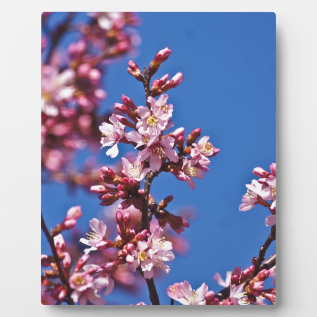 Sakura Cherry Blossoms Touching Blue Plaque (Front)