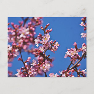 Sakura Cherry Blossoms Touching Blue Postcard