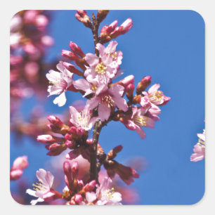 Sakura Cherry Blossoms Touching Blue Square Sticker