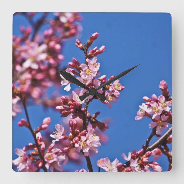 Sakura Cherry Blossoms Touching Blue Square Wall Clock (Front)