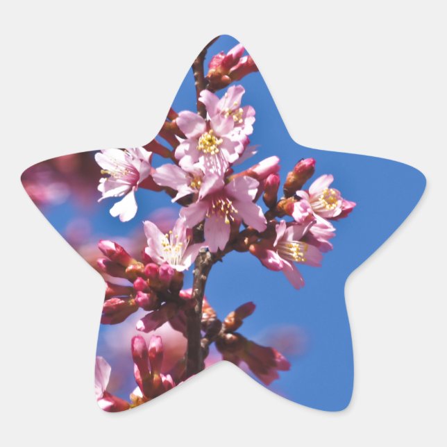 Sakura Cherry Blossoms Touching Blue Star Sticker (Front)