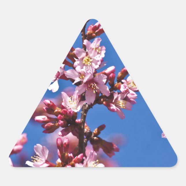 Sakura Cherry Blossoms Touching Blue Triangle Sticker (Front)