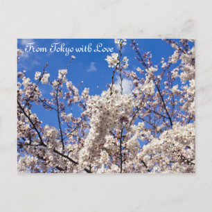 Sakura Cherry Blossoms White Blue Sky Tokyo Postcard
