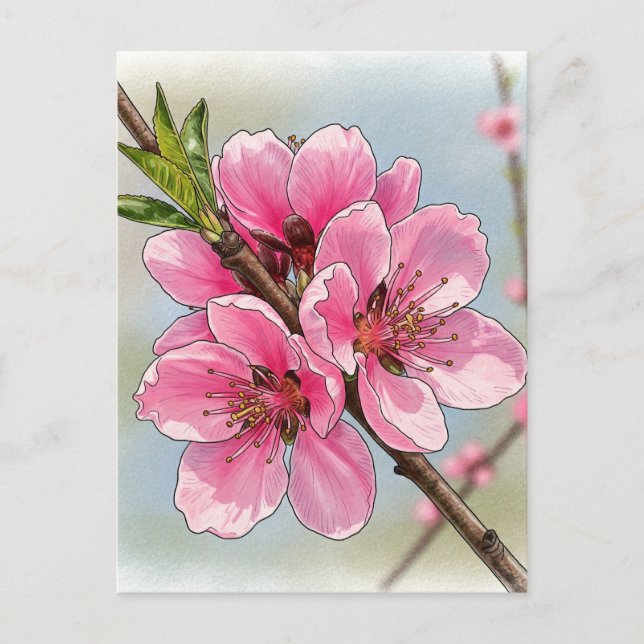 Sakura Cherry Tree Blooming Postcard Postcrossing (Front)