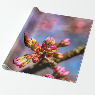 Sakura Cherry Tree Buds. The Beginning Of Spring Wrapping Paper