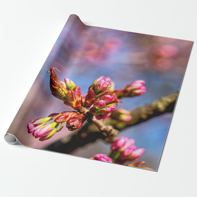 Sakura Cherry Tree Buds. The Beginning Of Spring Wrapping Paper (Unrolled)