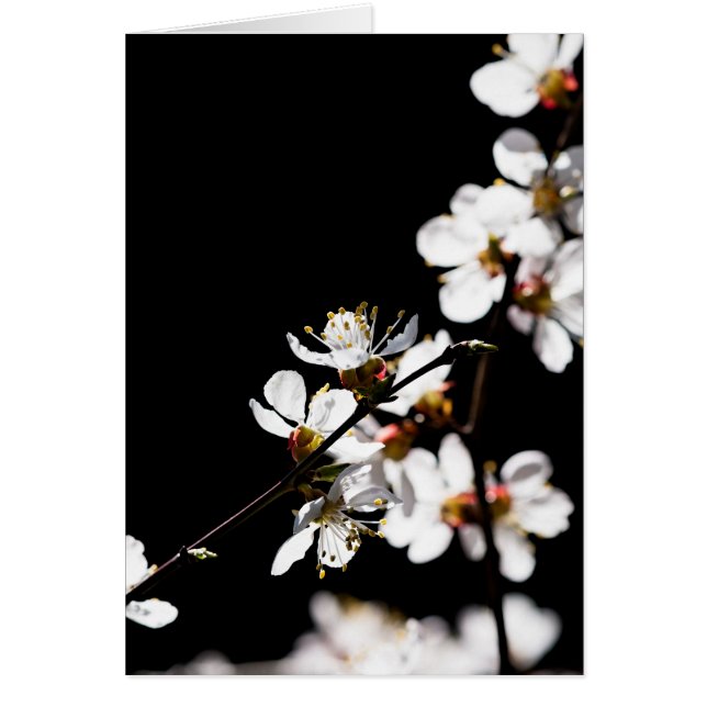 Sakura flowers (Front)