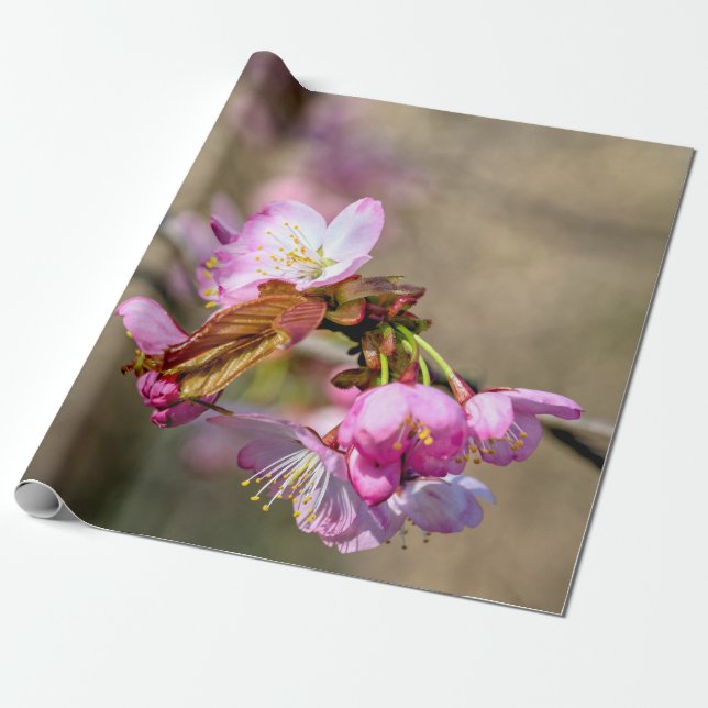 Sakura Flowers Against The Greenish Background Wrapping Paper (Unrolled)