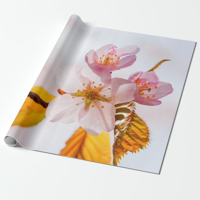 Sakura Flowers And Soft Pink Background Wrapping Paper (Unrolled)