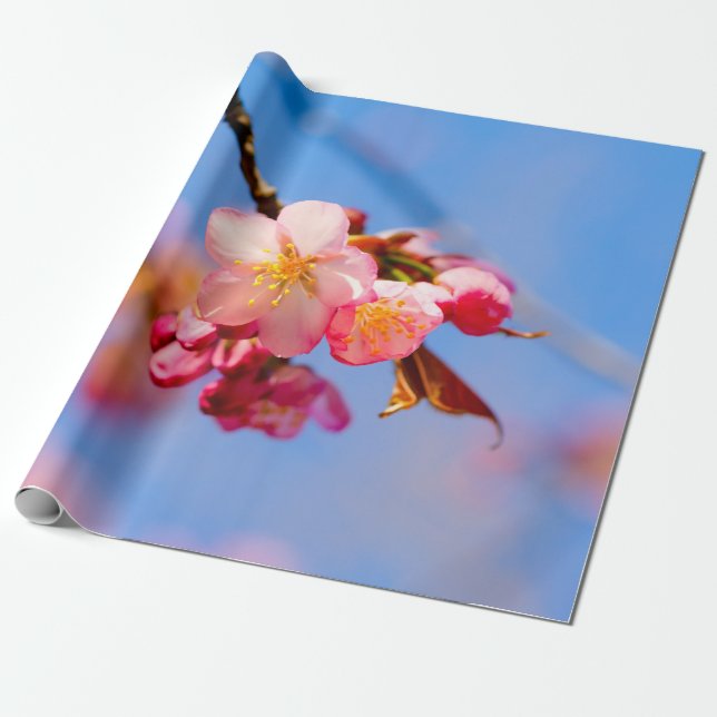 Sakura Flowers, Buds And Blue Sky Wrapping Paper (Unrolled)