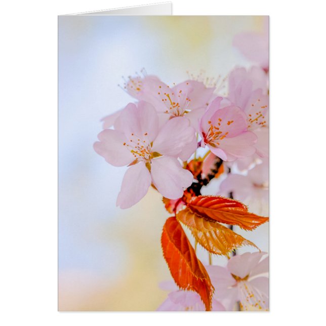 Sakura - Japanese cherry blossom (Front)
