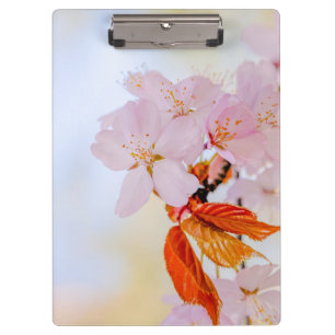 Sakura - Japanese cherry blossom Clipboard
