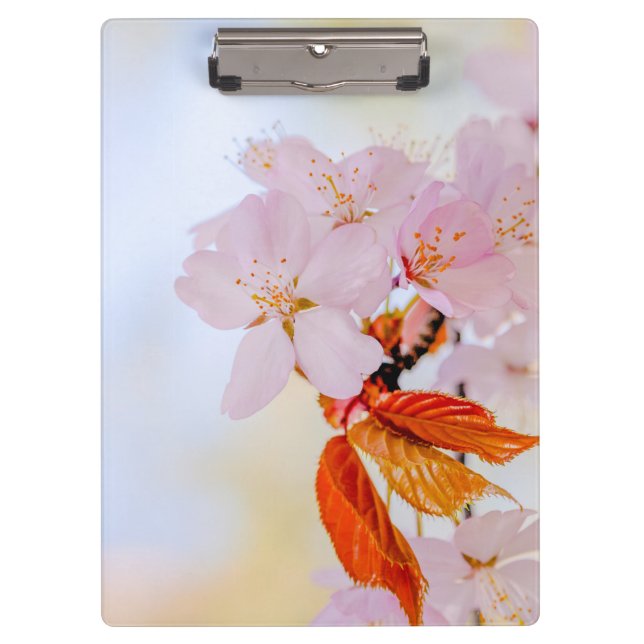 Sakura - Japanese cherry blossom Clipboard (Front)