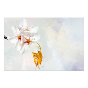 Sakura - Japanese cherry blossom Photo Print
