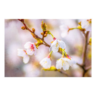 Sakura - Japanese Cherry Blossom Photo Print