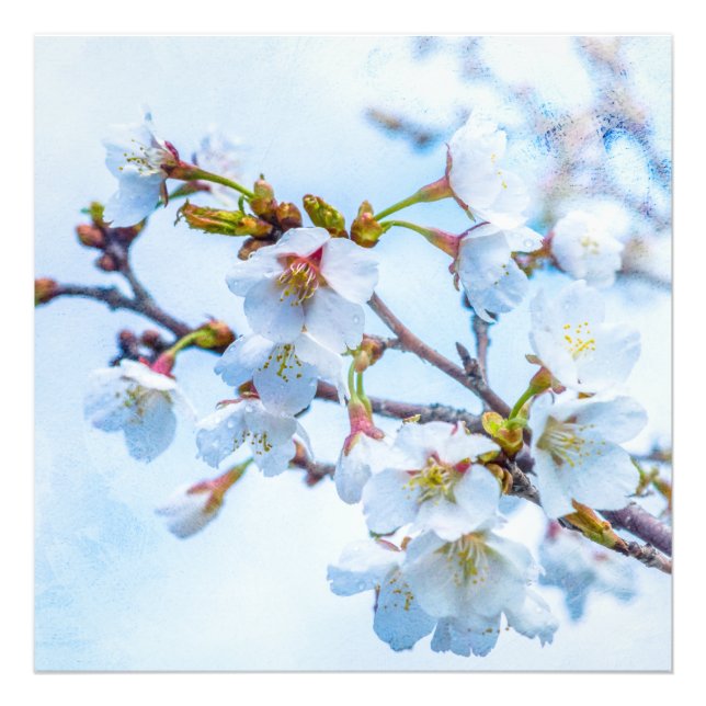 Sakura - Japanese Cherry Blossom Photo Print (Front)