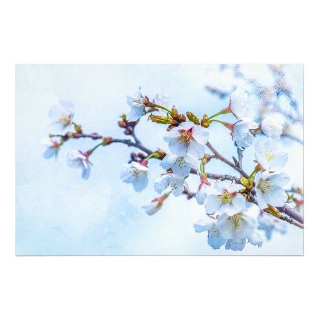 Sakura - Japanese Cherry Blossom Photo Print (Front)