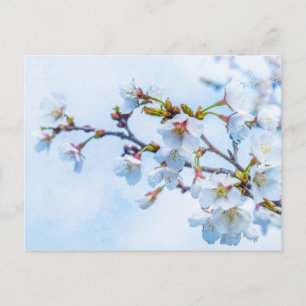 Sakura - Japanese Cherry Blossom Postcard
