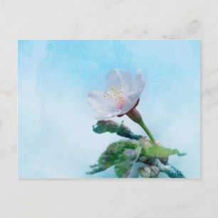 Sakura - Japanese Cherry Blossom Postcard