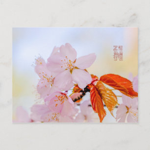 Sakura - Japanese cherry blossom Postcard
