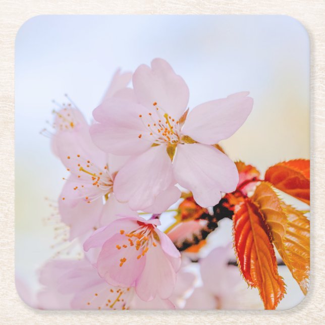 Sakura - Japanese cherry blossom Square Paper Coaster (Front)